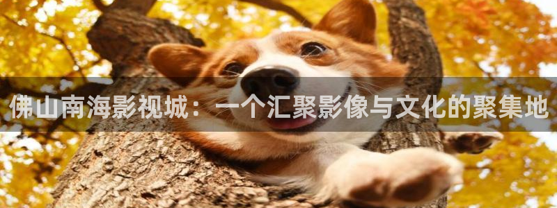 斑马影视大全：佛山南海影视城：一个汇聚影像与文化的聚集地