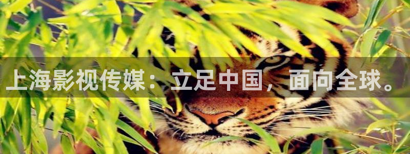 斑马视频电影：上海影视传媒：立足中国，面向全球。